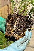Unpacking a mint (Mentha sp), a well-developed root system ensures better recovery when planted. France