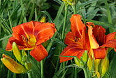 Hemerocallis 'Anzac', flowers