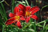 Hemerocallis 'Bess Ross', flowers