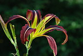 Hemerocallis 'Black Raven', fleur