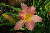 Hemerocallis 'Chamonix', flower