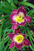 Hemerocallis 'Court Magician', flowers