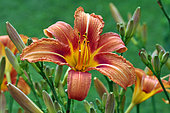 Orange Daylily, Hemerocallis fulva, flower