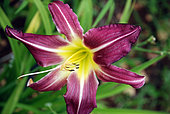 Hemerocallis 'Peacook Maiden', flower