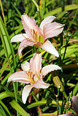 Hemerocallis 'Luxury Lace', flowers