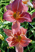 Hemerocallis 'Nuka', flowers