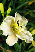 Hemerocallis 'White Temptation', flower