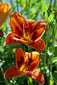 Hemerocallis 'Bandit Man', flowers