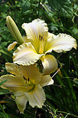 Hemerocallis 'Whole Belerin', flowers