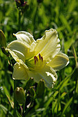 Hemerocallis 'So Lovely', flower