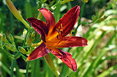 Hemerocallis 'Autumn red', flower