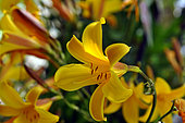 Dumortier's daylily, Hemerocallis dumortieri, flowers