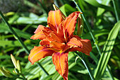 Hemerocallis 'Kwanso', flower