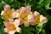 Hemerocallis 'Salmon apricot', flowers