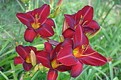 Hemerocallis 'Velouté de jard'ain', Willy de Wilde breeding, flowers