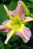 Hemerocallis 'Prague Spring', flower