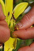 Hybridization of a Hemerocallis