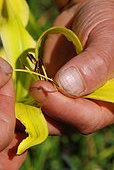 Hybridization of a Hemerocallis