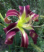 Hémérocalle 'Moonshine-shadow', Hemerocallis 'Moonshine-shadow', obtention Willy de Wilde, fleur