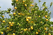 Hardy orange (Poncirus trifoliata), fruits, France