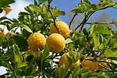 Hardy orange (Poncirus trifoliata), fruits, France