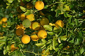 Hardy orange (Poncirus trifoliata), fruits, France