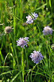 Field Scabiosa (Knautia arvensis), flowers, France
