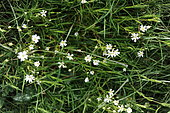 Greater Stitchwort (Stellaria holostea), flowers, France