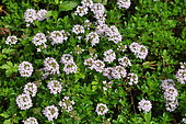 Wild thyme (Thymus serpyllum), flowers, France