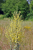 Olympic Mullein (Verbascum olympicum) in bloom, France