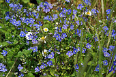 Bird's-eye speedwell (Veronica chamaedrys), flowers, France