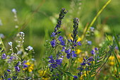 Broad-leaved Speedwell (Veronica teucrium), flowers, France