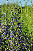 Blueweed (Echium vulgare) in bloom, France