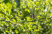 Sylvain azuré (Limenitis reducta) sur un Cerisier de Sainte Lucie (Prunus mahaleb), Alpes-de-Haute-Provence, France