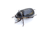 Aplidia transversa, a species of Scarab beetle known mainly from Central Europe, the Balkans and Asia Minor, recently established in southeastern France, Marseille, Bouches-du-Rhone.