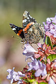 Vulcain (Vanessa atalanta) butinant des fleurs d'Abélia à grandes fleurs (Abelia grandiflora) dans un jardin en automne, Rhône, France