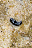 Planaire sombre (Schmidtea sp.) rampant sur un galet dans la rivière Huveaune, Bouches-du-Rhône, France