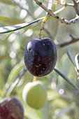 Olives (Olea europaea) à différents stades de maturité sur l'arbre en novembre, Bouches-du-Rhône, France