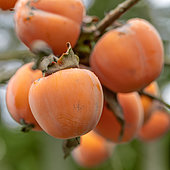 Japanese Persimmon (Diospyros kaki) 'Costata' on the tree in december