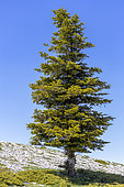 Sapin pectiné (Abies alba) isolé au sommet de la Montagne de Lure, Alpes-de-Haute-Provence, France