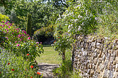 Blooming path in the garden of Valsaintes Abbey, late May, Alpes-de-Haute-Provence, France
