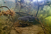 Wels catfish (Silurus glanis) in the Cher river - City of Noyers sur Cher - France