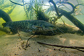Wels catfish (Silurus glanis) in the Cher river - City of Noyers sur Cher - France