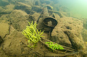 Freshwater sponge (Spongilla lacustris) on the bottom of the Cher river - City of Couffy - France