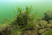 Freshwater sponge (Spongilla lacustris) on the bottom of the Cher river - City of Couffy - France