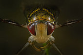Water boatman (Corixidae sp) in a pond - Couffy - France