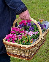 Woman holding a basket of flowers, Sarthe, France