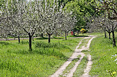 Cider apple trees in bloom and country lane, Arche de la Nature, Le Mans Métropole, Sarthe, France
