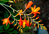 Crocosmia, flowers, Sarthe, France