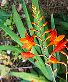 Crocosmia, flowers, Sarthe, France